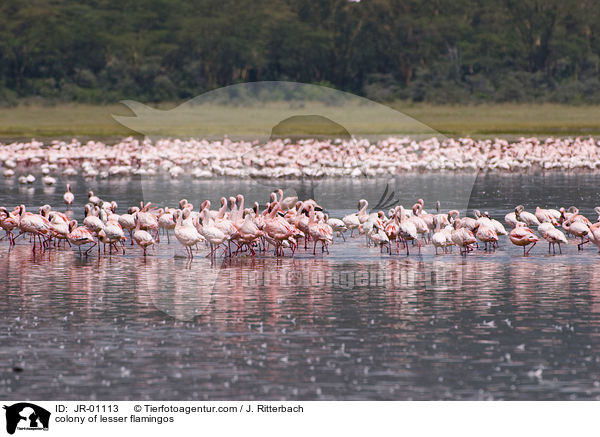 colonyof lesser flamingos / JR-01113